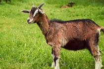 Tháng 10 dương: Cung tài lộc rộng mở, 3 tuổi kiếm tiền suôn sẻ