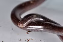 Giật mình sự thật loài rắn trông như giun có mặt khắp Việt Nam