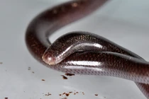 Giật mình sự thật loài rắn trông như giun có mặt khắp Việt Nam