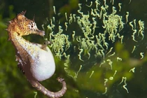 Top 7 "ông bố" tuyệt vời nhất giới động vật, chăm con cực khéo