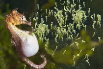 Top 7 "ông bố" tuyệt vời nhất giới động vật, chăm con cực khéo