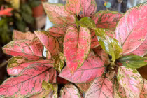 Cây cảnh phú quý, phát lộc, lá đẹp hơn hoa, giúp gia chủ thịnh vượng