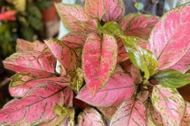 Cây cảnh phú quý, phát lộc, lá đẹp hơn hoa, giúp gia chủ thịnh vượng