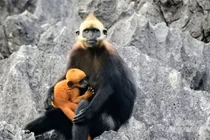 Voọc đầu trắng ôm con trên đảo Cát Bà: Loài nguy cấp trong Sách Đỏ