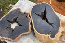 Loại gỗ quý hiếm siêu đắt đỏ, cả thế giới săn lùng