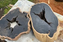 Loại gỗ quý hiếm siêu đắt đỏ, cả thế giới săn lùng