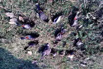 Giật mình sự thật về ngôi làng hút chim đến 'tự sát'