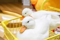 Nuôi vịt mini làm thú cưng, nhìn giá tiền ảo cũng thảng thốt