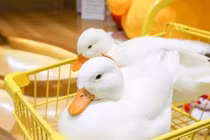 Nuôi vịt mini làm thú cưng, nhìn giá tiền ảo cũng thảng thốt