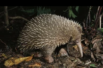 Loài thú quý nhất hành tinh bất ngờ 'tái xuất' sau hơn 60 năm