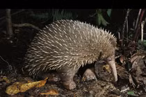 Loài thú quý nhất hành tinh bất ngờ 'tái xuất' sau hơn 60 năm