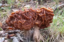 Những loại nấm kịch độc nên tránh thật xa kẻo rước họa vào thân