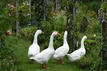 Cặp vợ chồng 40 tuổi 'trốn phố' về quê tạo khu vườn thần tiên