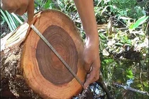 Loại gỗ quý cả thế giới săn lùng, Việt Nam chỉ còn 162 cây