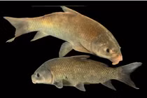 Bí ẩn loài cá lâu đời nhất thế giới, sống giữa sa mạc Mỹ