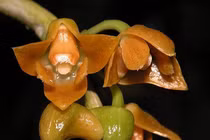 Loài lan mới phát hiện ở Việt Nam, thế giới chưa đâu có