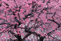 Trồng cây cảnh ngũ phúc, gia chủ đón năm mới 2025 bình an