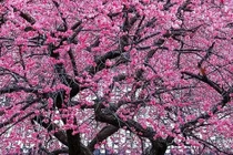 Trồng cây cảnh ngũ phúc, gia chủ đón năm mới 2025 bình an