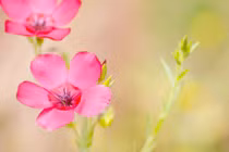 Ai sinh ngày Âm lịch này số mệnh 'vàng ròng', đời nhiều mật ngọt