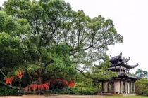 Trước nhà 5 cây không thể chặt, nếu không muốn tán tài, phá sản