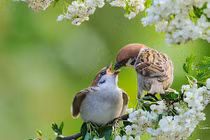 Cổ nhân nói: '3 con chim bay vào nhà, gia đình đón quý nhân'