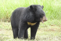 Gấu ngựa quý hiếm bậc nhất thế giới được tìm thấy ở Việt Nam