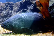 'Quái ngư' 150kg bất ngờ lọt lưới, ngư dân choáng nặng