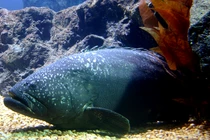 'Quái ngư' 150kg bất ngờ lọt lưới, ngư dân choáng nặng