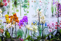 Trong nhà trồng 5 loại hoa này gia đình giàu có, phúc lộc lớn