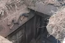 Đào trúng mộ cổ, công nhân ngã quỵ thấy dòng chữ trên tấm bia