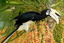 Cao cát bụng trắng được giao nộp ở Hậu Giang quý hiếm cỡ nào?