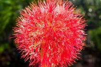 Cây cảnh cát tường, hoa đỏ như máu, 'đốt' mọi ánh nhìn