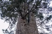 Soi loại gỗ quý hiếm của Việt Nam mọc trên độ cao 1.000m