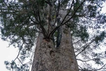 Soi loại gỗ quý hiếm của Việt Nam mọc trên độ cao 1.000m