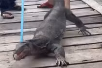 Thằn lằn khổng lồ lẻn vào nhà, dân hoang mang cực độ 