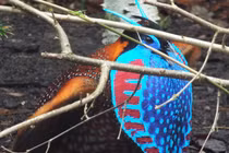 Việt Nam sở hữu loài chim quý, đẹp đến không rời được mắt