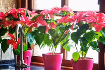 5 lưu ý phong thủy để cây cảnh không “trở mặt thành thù”