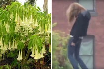 Lạnh người vẻ đẹp của loài hoa độc mang 'hơi thở của quỷ'