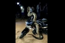 Sốc nặng chứng kiến 'quái thú' ở ngay giữa đường