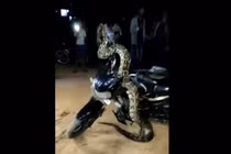 Sốc nặng chứng kiến 'quái thú' ở ngay giữa đường