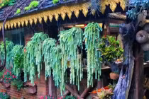 Cây cảnh chiêu tài, nghe tên đã thấy vàng ngọc đầy nhà