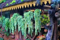 Cây cảnh chiêu tài, nghe tên đã thấy vàng ngọc đầy nhà