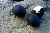 Tận mục quả trứng đen sì như than, giá "chát" cả triệu đồng