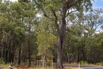 Kinh ngạc loài cây trổ ra vàng thật, Việt Nam trồng nhiều