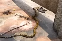 Đang đi dạo, bất ngờ bắt gặp "quái thú" làm chuyện động trời