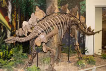 Lộ dấu vết của 'quái vật' 150 triệu năm trước tại Hàn Quốc