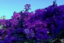 Hai loại hoa khiến rắn độc khiếp vía, nhà nào cũng nên trồng