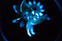 Sinh vật phát quang liên tục, chuyên gia thốt lên "nguồn sáng tương lai"