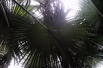 Loài cây kỳ lạ, nửa thế kỷ mới nở hoa rồi... chết