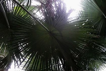 Loài cây kỳ lạ, nửa thế kỷ mới nở hoa rồi... chết